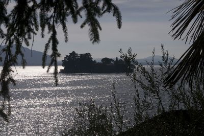 Trees by sea against sky