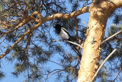 Low angle view of bird perching on tree