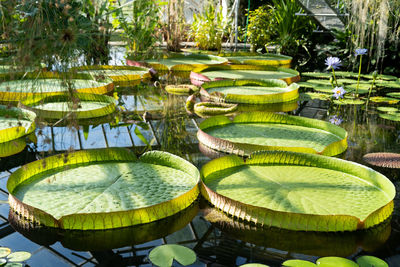 Glasshouse with tropical victoria amazonica, giant water lily and aquatic plants.