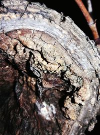 Close-up of tree stump