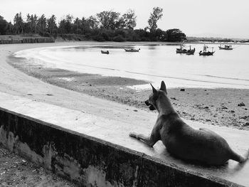 View of a dog on the ground