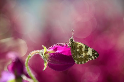 Close-up of pink flower