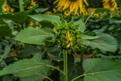 Close-up of sunflower plant