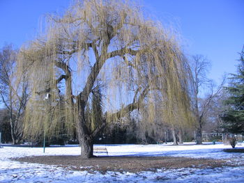 Scenic view of snow covered field