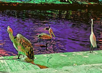 Birds perching on leaf in lake