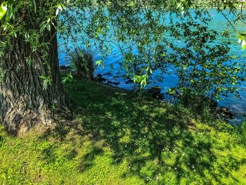 Scenic view of lake in forest