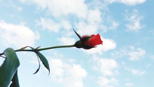 Low angle view of red roses against sky