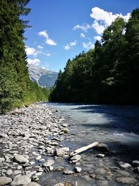 Scenic view of river by trees at forest