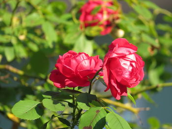 Close-up of red rose on plant