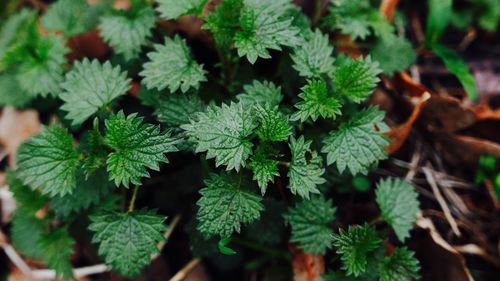 Full frame shot of fresh green leaves