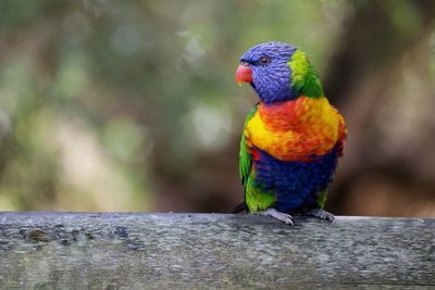 Close-up of parrot perching on wood