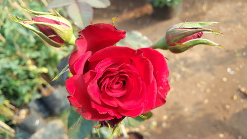 Close-up of red rose blooming outdoors