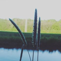 Close-up of plants growing on field