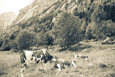 Sheep grazing in a field