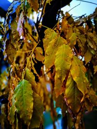 Close-up of leaves on tree during autumn