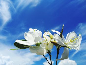 Low angle view of flowering plant against blue sky