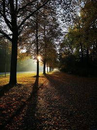 Sunlight falling on trees during autumn