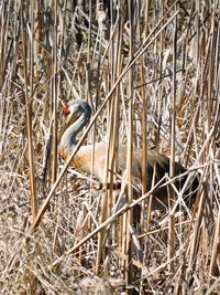 Close-up of bird perching on grass