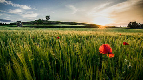 Scenic view of poppy field against sky during sunset