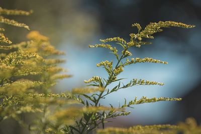 Close-up of plant growing on field