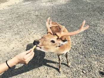 Cropped hand of woman feeding stag on field