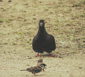 Close-up of bird perching on field