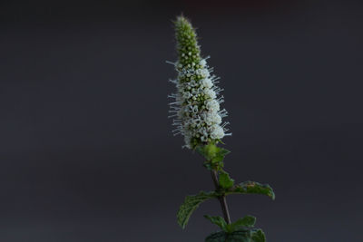 Close-up of plant at night