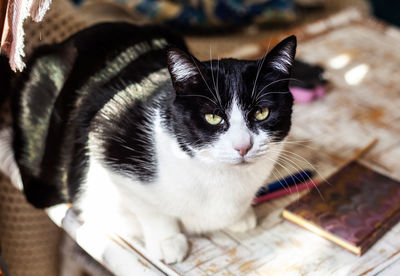 Close-up portrait of a cat