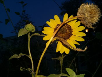 Close-up of yellow sunflower against sky