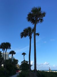 Low angle view of palm trees against blue sky