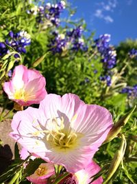 Close-up of pink flowering plant