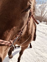 Full length of a horse on snow covered field