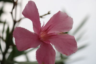 Close-up of pink flowering plant