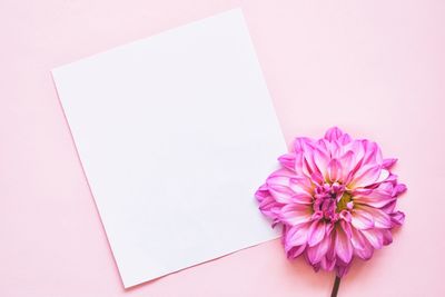 High angle view of pink flower against white background