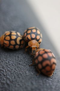 Close-up of insect on table