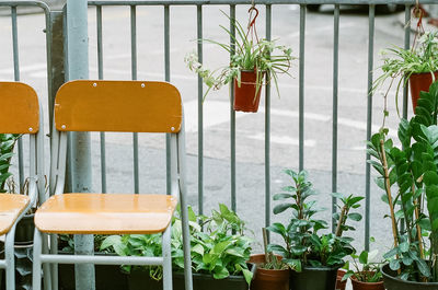 Potted plants on table by window