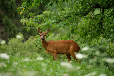 Female roe deer