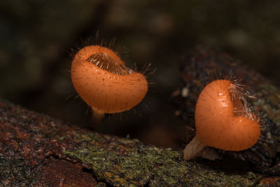 Close-up of mushroom growing on field