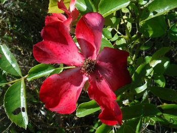 Close-up of pink flower