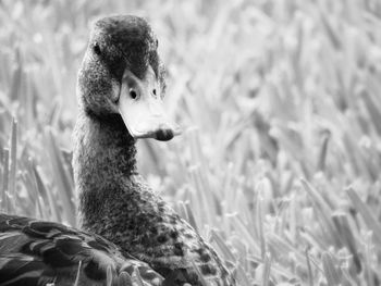 Close-up of bird on field