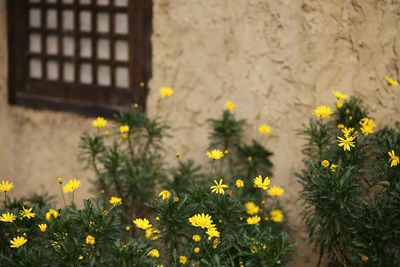 Close-up of yellow flowering plant against building