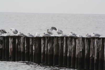 Seagulls perching on wooden post by sea against sky