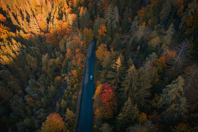 High angle view of autumnal trees