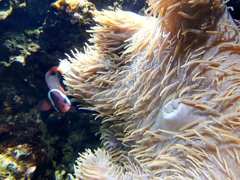 Close-up of coral in sea