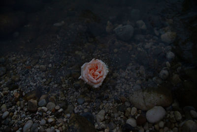 Close-up of rose in lake