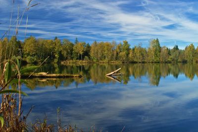 Reflection of trees in calm lake