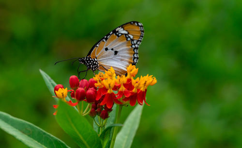 Close-up of butterfly pollinating on flower