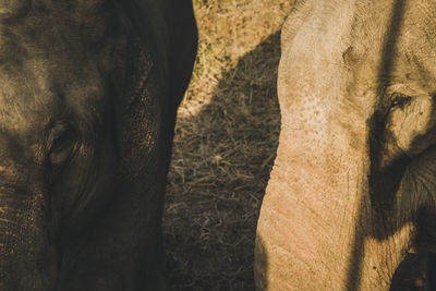 Close-up of two horses