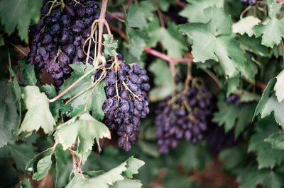 Close-up of fruit growing on plant