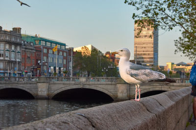 Seagull perching on a bridge
